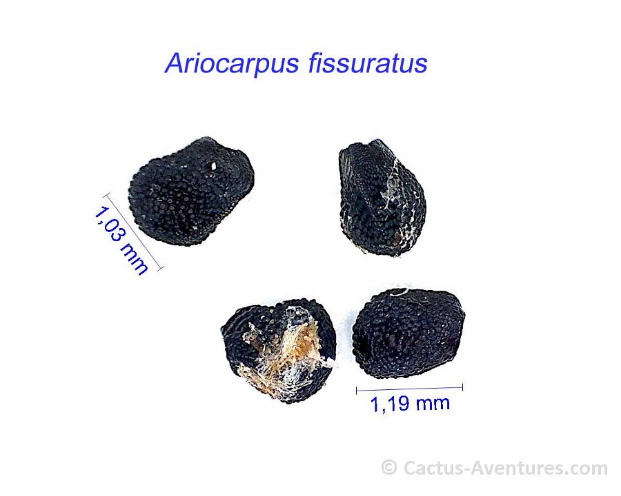 Ariocarpus fissuratus AB.jpg1